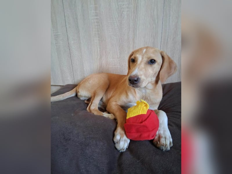 Junghündin LOUISE sucht ihr Für-immer-Körbchen