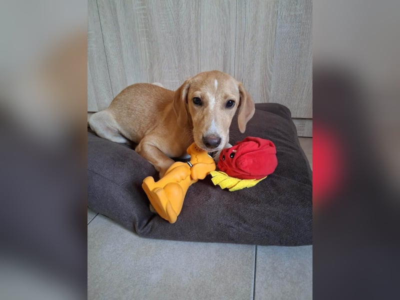 Junghündin LOUISE sucht ihr Für-immer-Körbchen