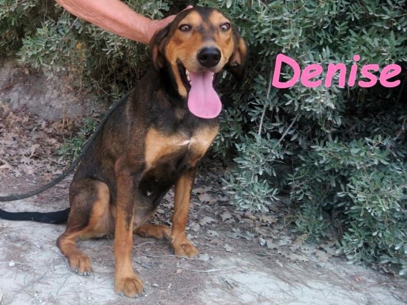 Denise geb. 06/2022 (GRC) - ausgeglichene und sanfte Griechische Jagdhhund Mix Dame!