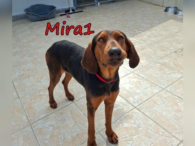 Mira1 geb. 08/2024 (GRC) - menschenbezogene Jagdhund-Mix Dame sucht ein Zuhause!