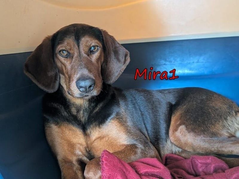 Mira1 geb. 08/2024 (GRC) - menschenbezogene Jagdhund-Mix Dame sucht ein Zuhause!