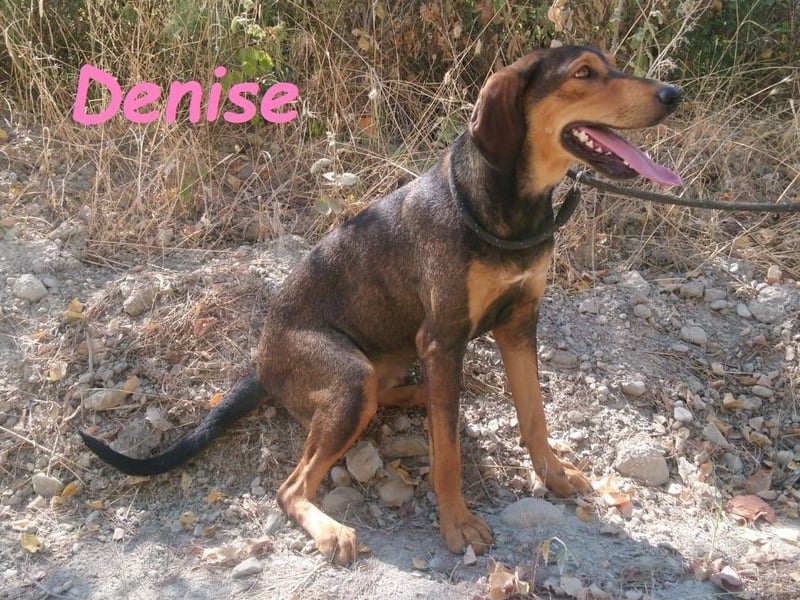 Denise geb. 06/2022 (GRC) - ausgeglichene und sanfte Griechische Jagdhhund Mix Dame!