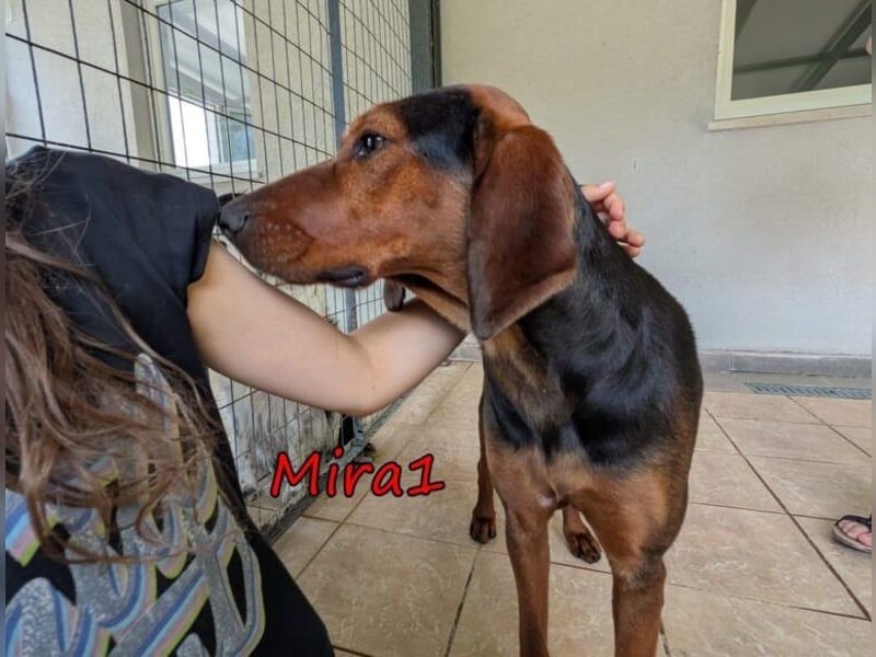Mira1 geb. 08/2024 (GRC) - menschenbezogene Jagdhund-Mix Dame sucht ein Zuhause!
