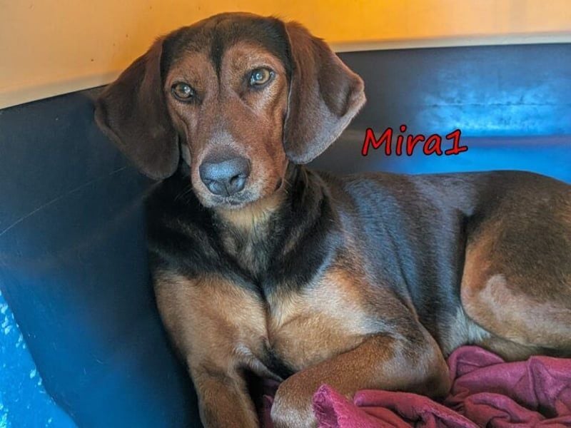 Mira1 geb. 08/2024 (GRC) - menschenbezogene Jagdhund-Mix Dame sucht ein Zuhause!