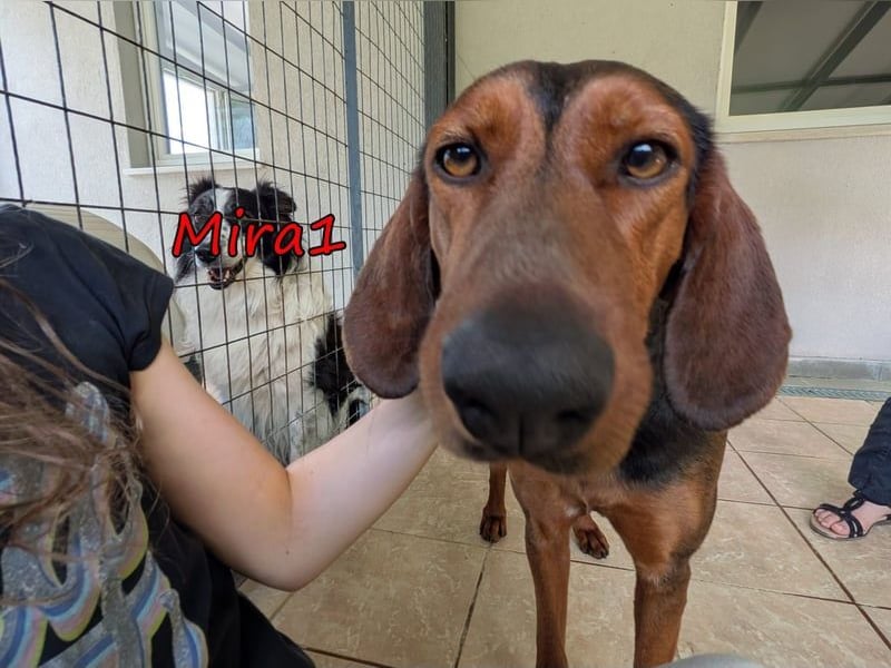 Mira1 geb. 08/2024 (GRC) - menschenbezogene Jagdhund-Mix Dame sucht ein Zuhause!