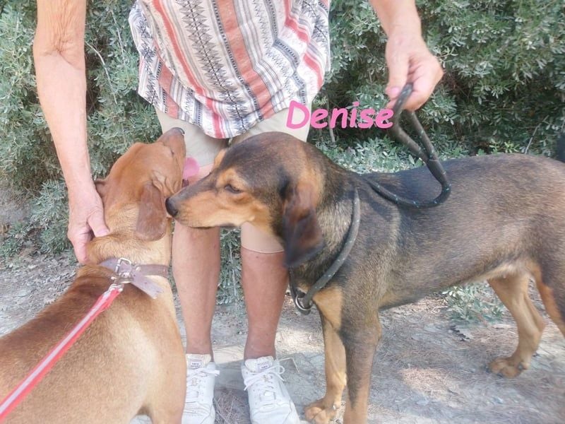 Denise geb. 06/2022 (GRC) - ausgeglichene und sanfte Griechische Jagdhhund Mix Dame!