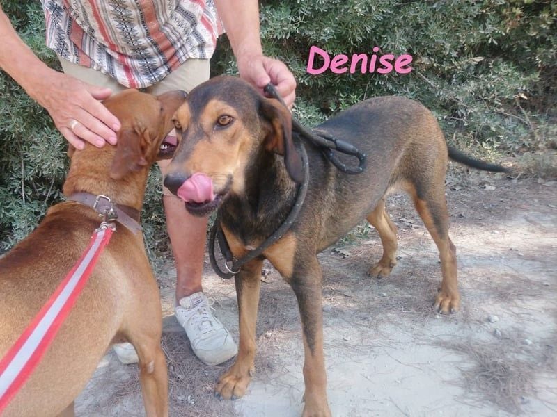Denise geb. 06/2022 (GRC) - ausgeglichene und sanfte Griechische Jagdhhund Mix Dame!