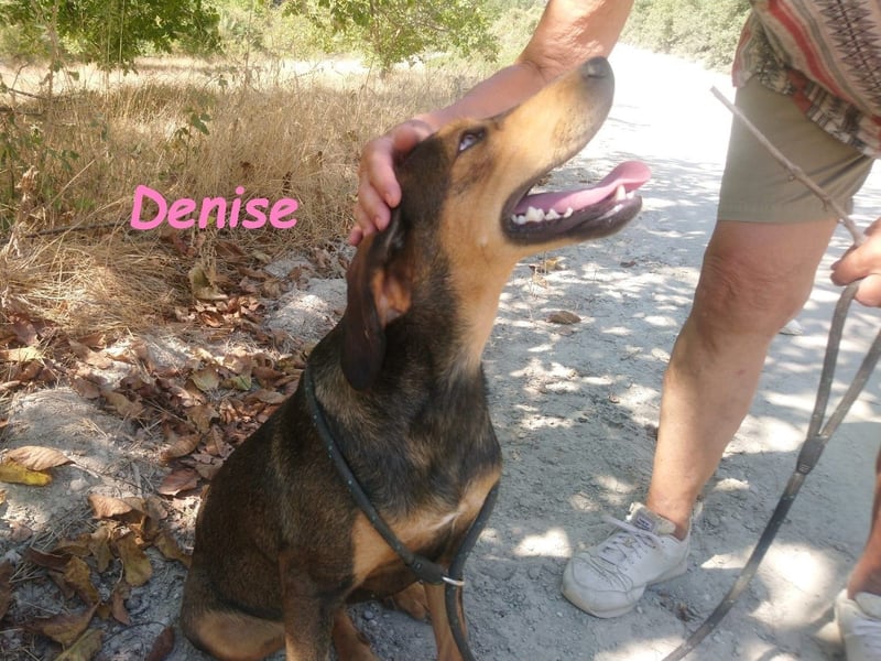 Denise geb. 06/2022 (GRC) - ausgeglichene und sanfte Griechische Jagdhhund Mix Dame! Denise geb. 06/2022 (GRC) - ausgeglichene und sanfte Griechische Jagdhhund Mix Dame!