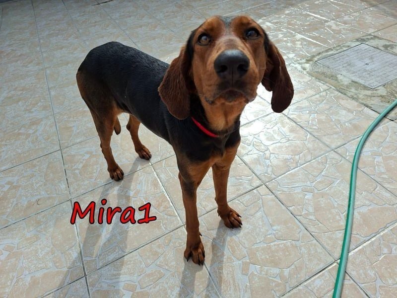Mira1 geb. 08/2024 (GRC) - menschenbezogene Jagdhund-Mix Dame sucht ein Zuhause!