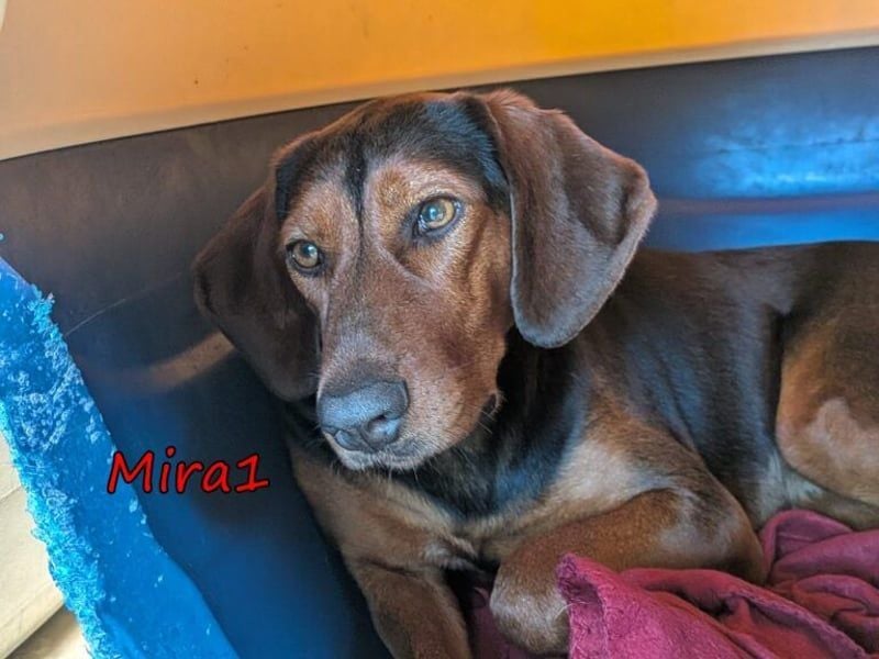 Mira1 geb. 08/2024 (GRC) - menschenbezogene Jagdhund-Mix Dame sucht ein Zuhause!