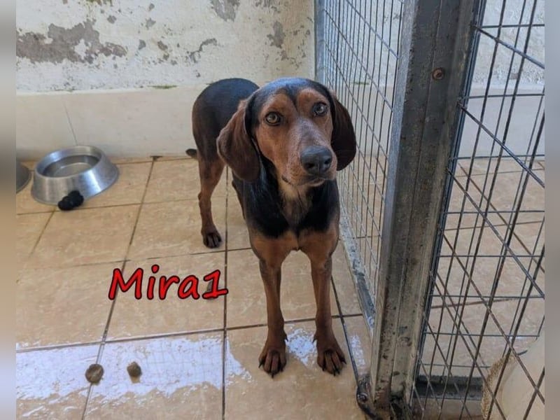 Mira1 geb. 08/2024 (GRC) - menschenbezogene Jagdhund-Mix Dame sucht ein Zuhause!