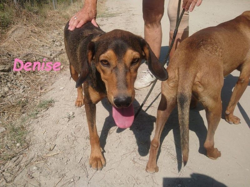 Denise geb. 06/2022 (GRC) - ausgeglichene und sanfte Griechische Jagdhhund Mix Dame!