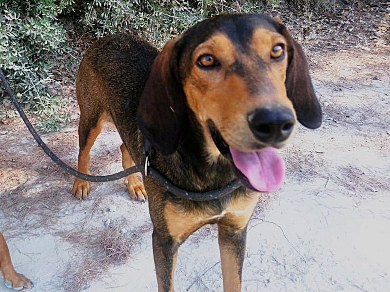 Denise geb. 06/2022 (GRC) - ausgeglichene und sanfte Griechische Jagdhhund Mix Dame!