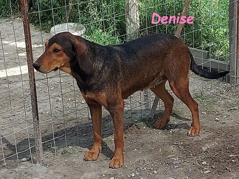 Denise geb. 06/2022 (GRC) - ausgeglichene und sanfte Griechische Jagdhhund Mix Dame!