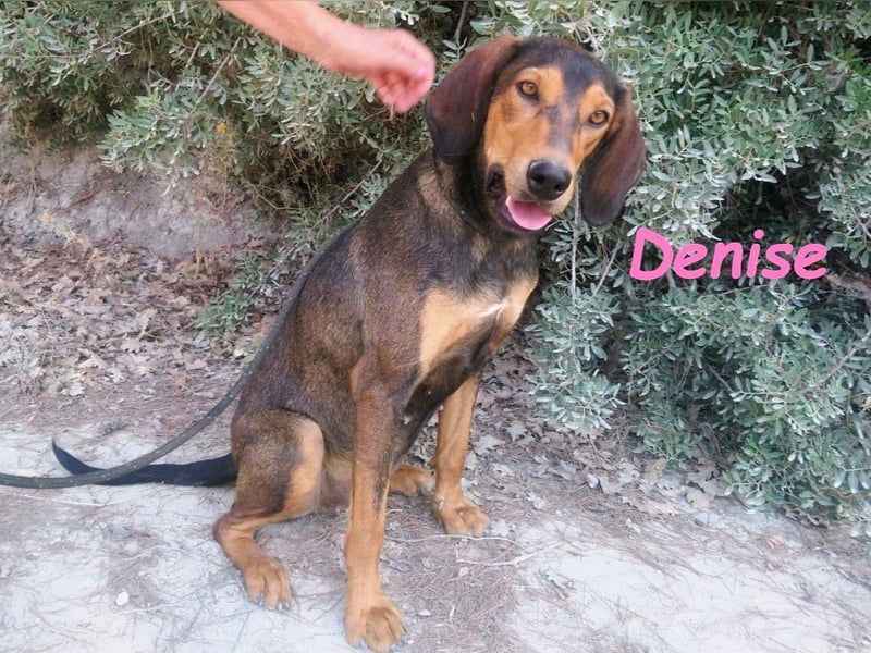 Denise geb. 06/2022 (GRC) - ausgeglichene und sanfte Griechische Jagdhhund Mix Dame! Denise geb. 06/2022 (GRC) - ausgeglichene und sanfte Griechische Jagdhhund Mix Dame!