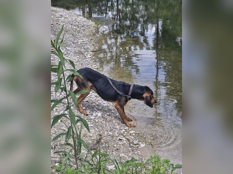 Joschi, sucht seine Herzensmenschen