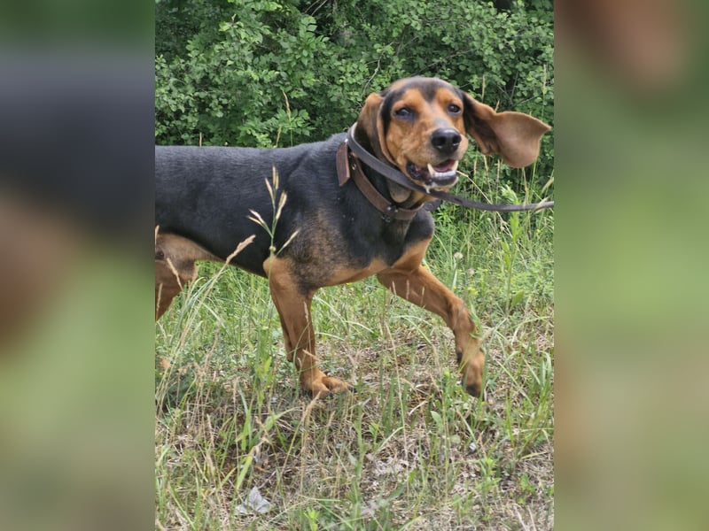 Joschi, sucht seine Herzensmenschen