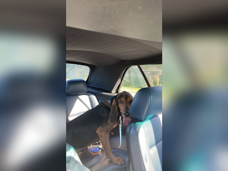 Joschi, sucht seine Herzensmenschen