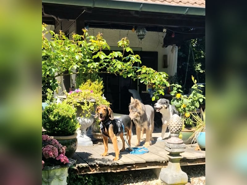 Joschi, sucht seine Herzensmenschen