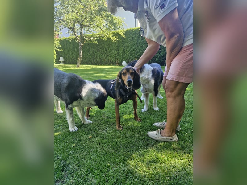 Joschi, sucht seine Herzensmenschen