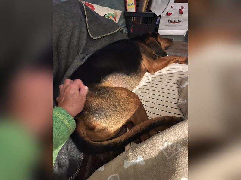 Joschi, sucht seine Herzensmenschen