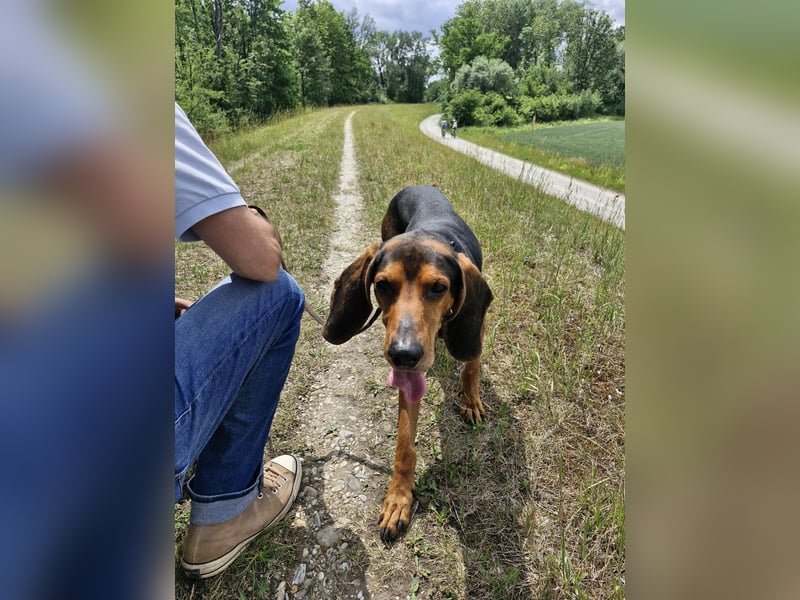 Joschi, sucht seine Herzensmenschen