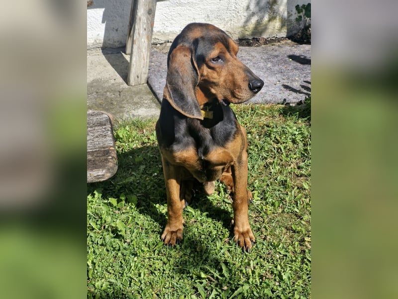 Joschi, sucht seine Herzensmenschen