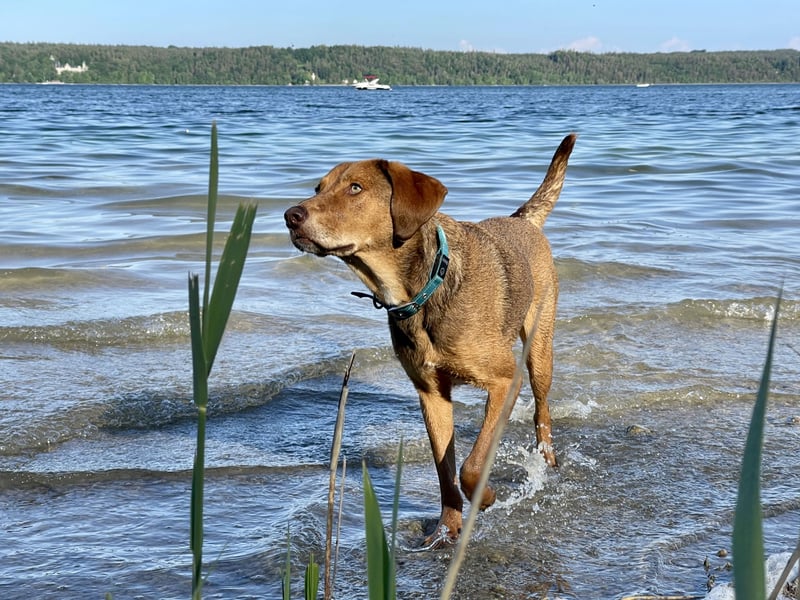 Traumhafter Brackenmix Poldi (5 J.) sucht ambitionierte Jagdhundefans!