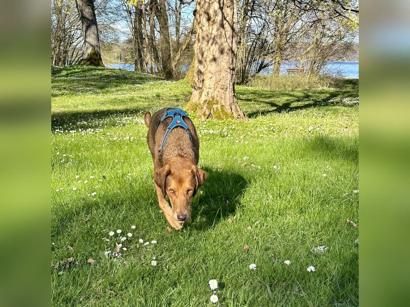 Traumhafter Brackenmix Poldi (5 J.) sucht ambitionierte Jagdhundefans!