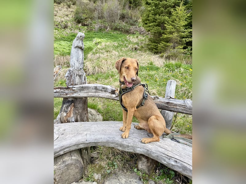 Traumhafter Brackenmix Poldi (5 J.) sucht ambitionierte Jagdhundefans!