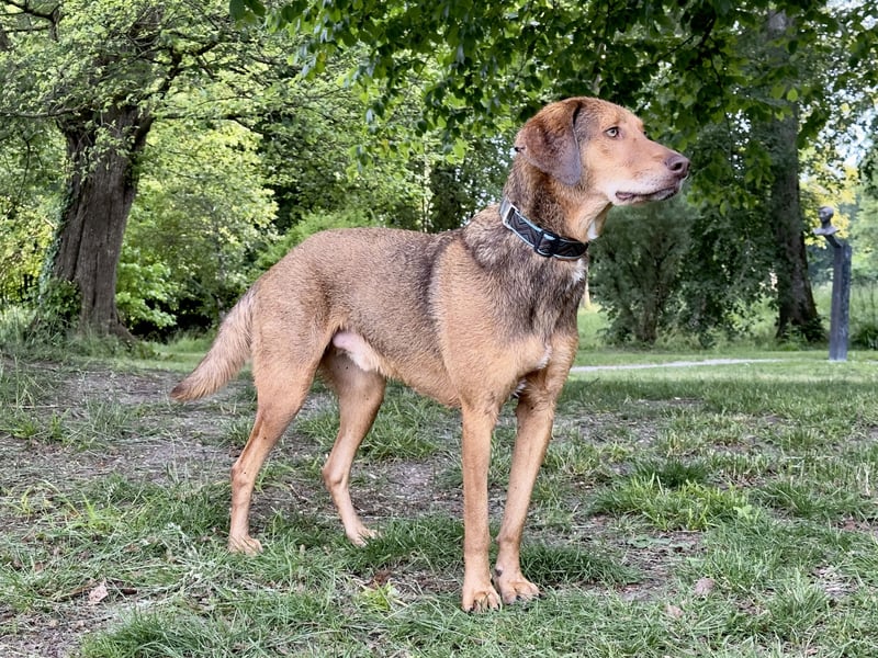 Traumhafter Brackenmix Poldi (5 J.) sucht ambitionierte Jagdhundefans!