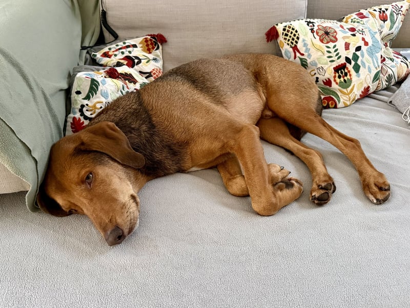 Traumhafter Brackenmix Poldi (5 J.) sucht ambitionierte Jagdhundefans!