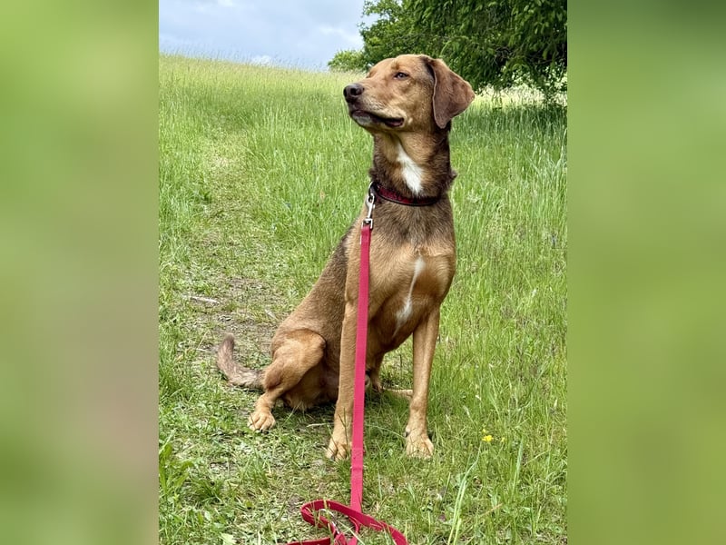 Traumhafter Brackenmix Poldi (5 J.) sucht ambitionierte Jagdhundefans!
