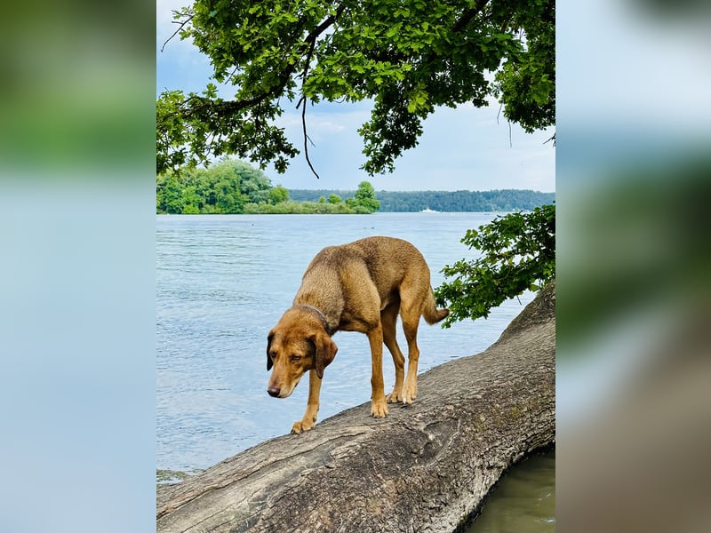 Traumhafter Brackenmix Poldi (5 J.) sucht ambitionierte Jagdhundefans!