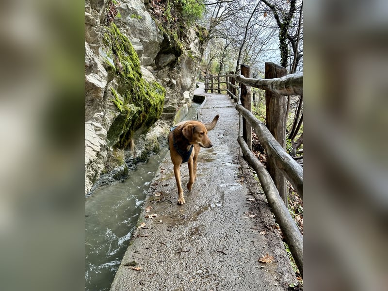 Traumhafter Brackenmix Poldi (5 J.) sucht ambitionierte Jagdhundefans!
