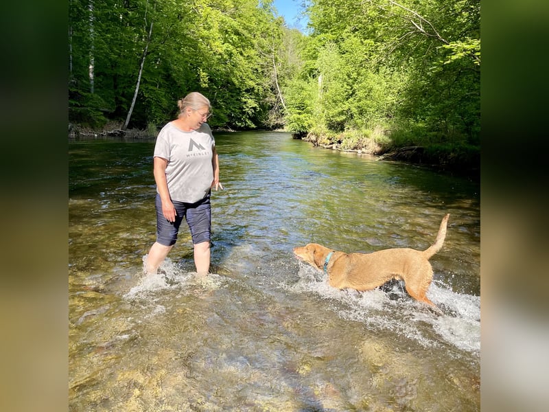 Traumhafter Brackenmix Poldi (5 J.) sucht ambitionierte Jagdhundefans!