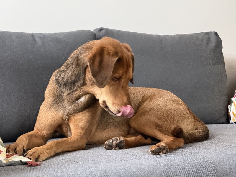 Traumhafter Brackenmix Poldi (5 J.) sucht ambitionierte Jagdhundefans!