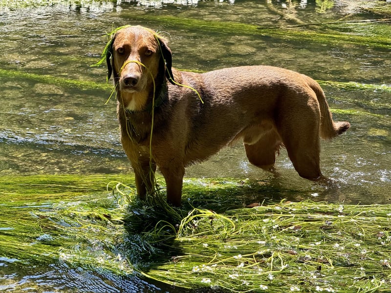 Traumhafter Brackenmix Poldi (5 J.) sucht ambitionierte Jagdhundefans!