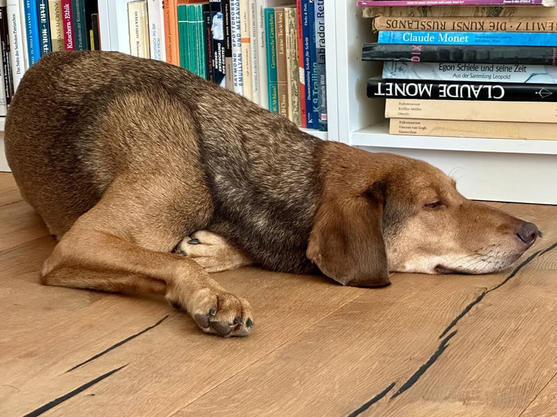 Traumhafter Brackenmix Poldi (5 J.) sucht ambitionierte Jagdhundefans!