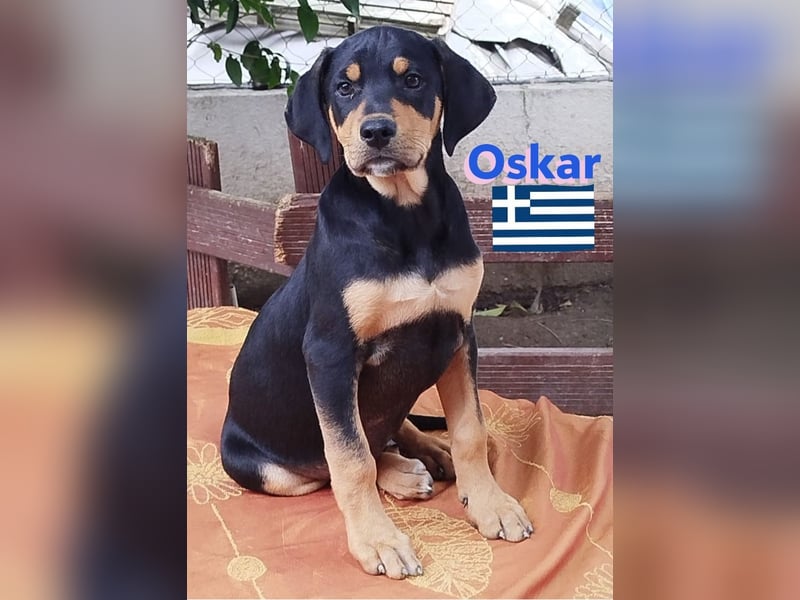 Oskar, 01/25 - Schlappohr sucht Wirkungskreis