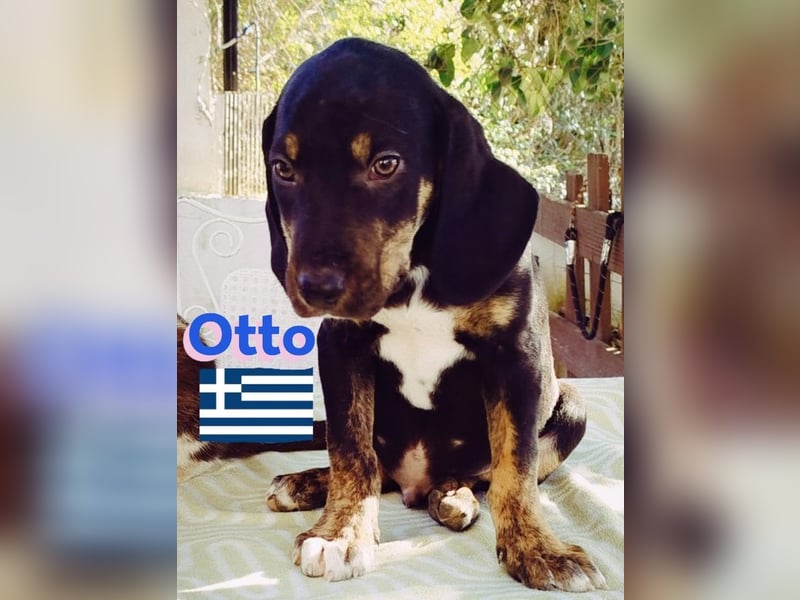 Otto, 01/25 - aktives Schlappohr sucht Familie