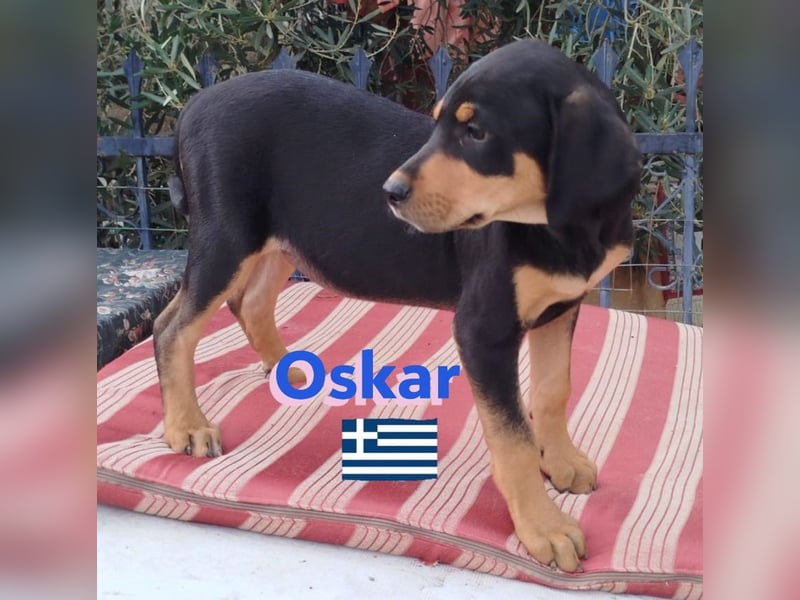 Oskar, 01/25 - Schlappohr sucht Wirkungskreis