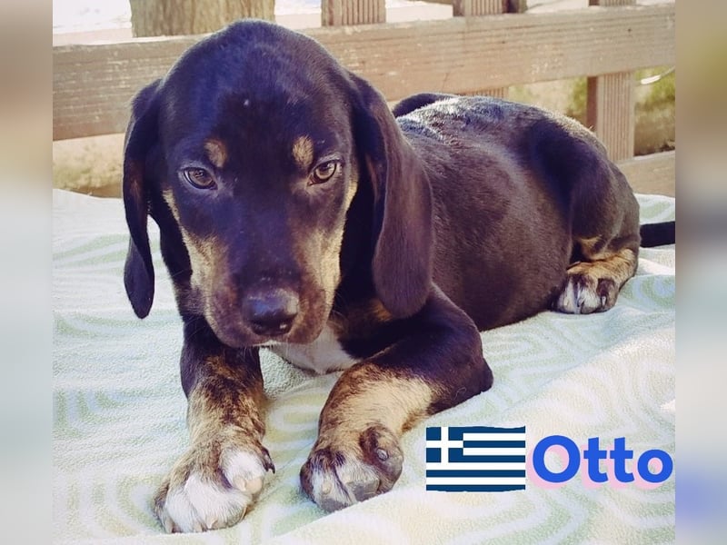 Otto, 01/25 - aktives Schlappohr sucht Familie