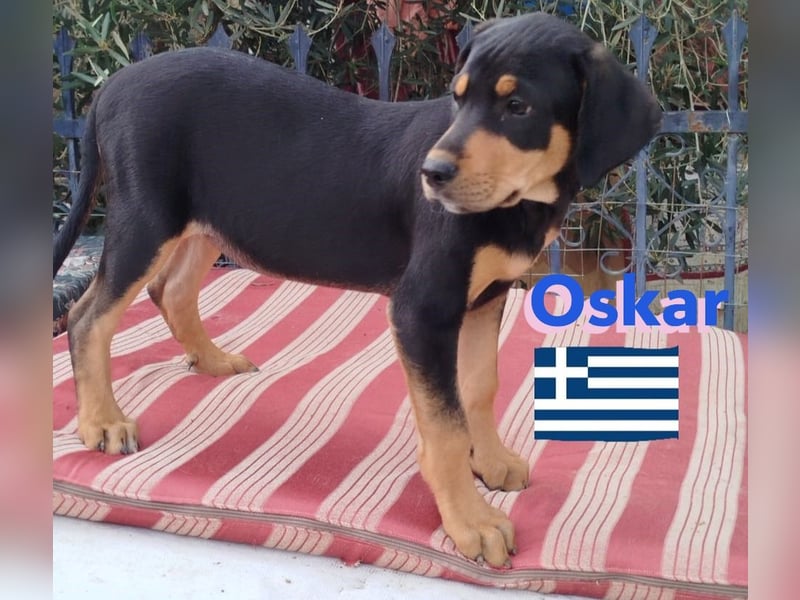 Oskar, 01/25 - Schlappohr sucht Wirkungskreis