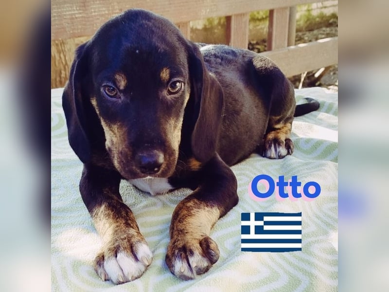 Otto, 01/25 - aktives Schlappohr sucht Familie