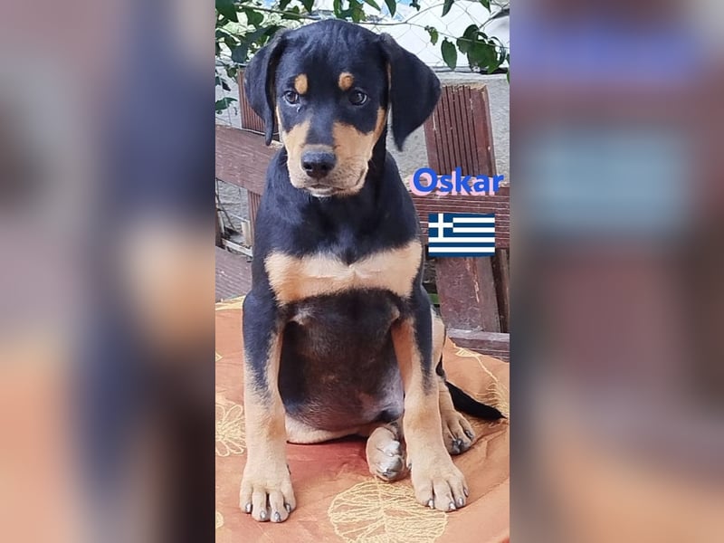 Oskar, 01/25 - Schlappohr sucht Wirkungskreis