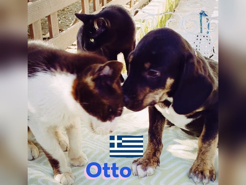Otto, 01/25 - aktives Schlappohr sucht Familie