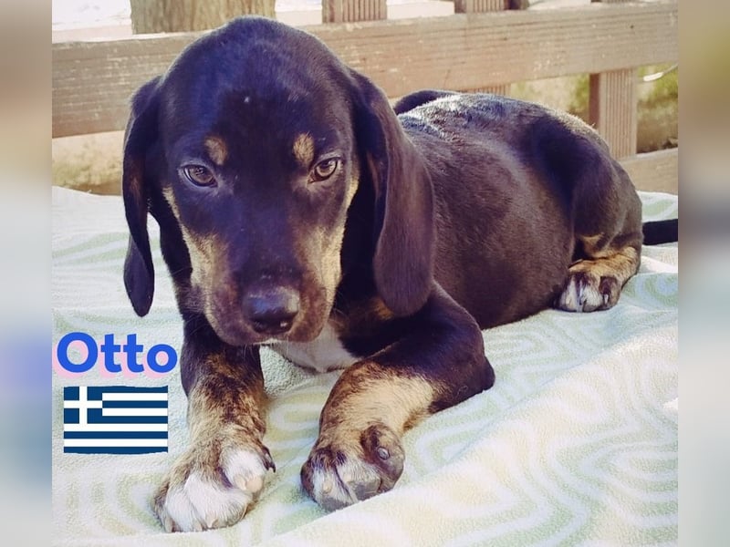 Otto, 01/25 - aktives Schlappohr sucht Familie