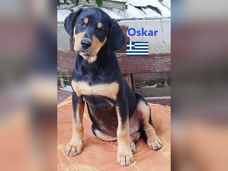 Oskar, 01/25 - Schlappohr sucht Wirkungskreis