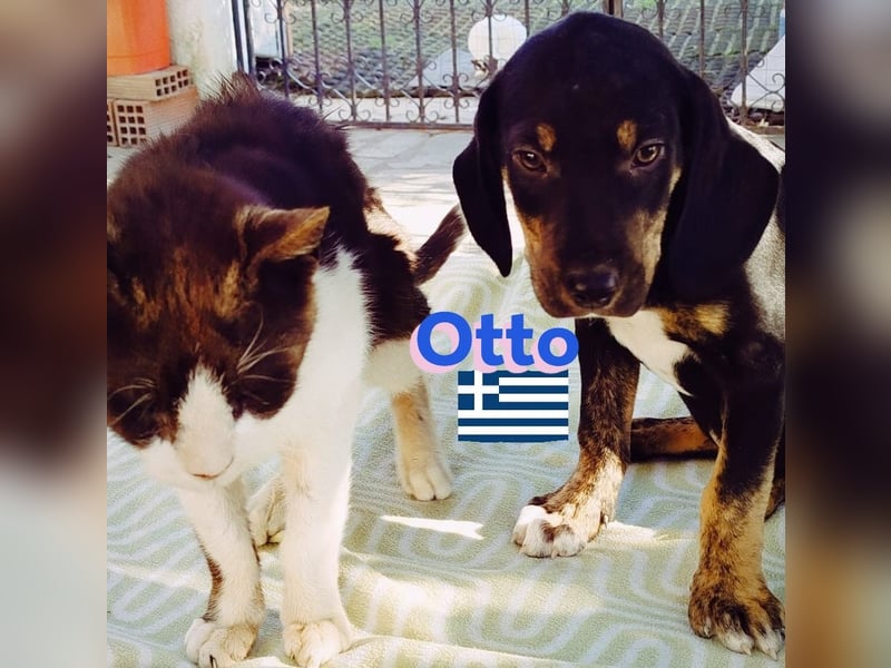 Otto, 01/25 - aktives Schlappohr sucht Familie